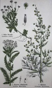Medicinal plants, Chamaemelum nobile commonly known as chamomile