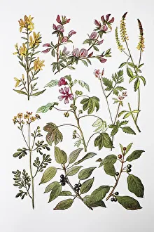 Medicinal plants, dyer's broom