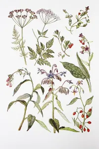 Medicinal Plants, Field Cumin, Wild Chervil