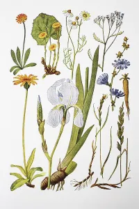 Medicinal plants, hawkweed, coltsfoot