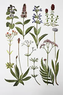 Medicinal plants, tansy, peppermint