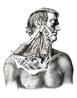 Medicine, anatomy, the circulatory system