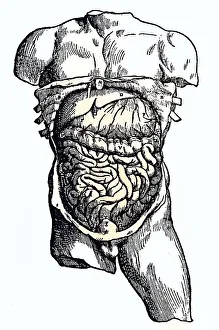 Medicine, anatomy, human body, The abdominal cavity and its contents