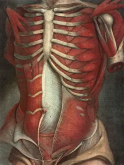 Medicine, anatomy, human torso
