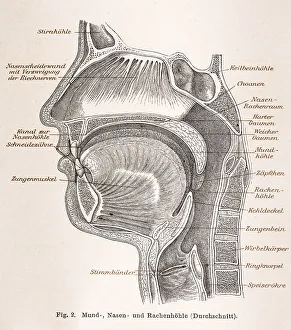 Medicine, anatomy, illustration of a section through the human head with mouth