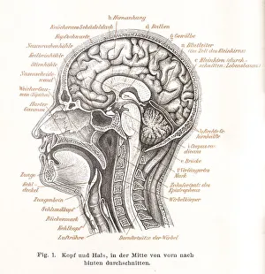Medicine, anatomy, illustration of a section through the human head with mouth
