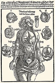 Medicine anatomy inner organs woodcut by Hans Wechtlin Feldbuch der Wunderarzney by Hans von Gersdorff