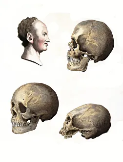 Medicine, Anatomy, Profile of a man bisected with a curve to measure the brain
