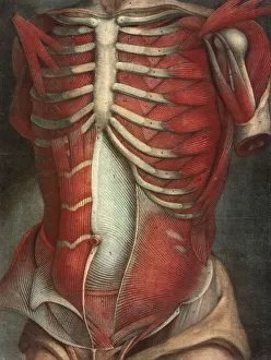 Medicine, Body, Muscles, Torso facing forward