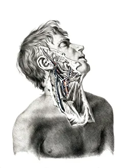 Medicine, human anatomy, the circulatory system