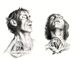 Medicine, human anatomy, the circulatory system