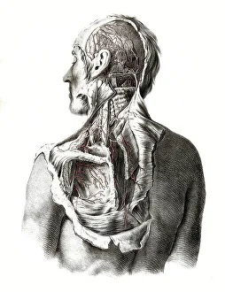 Medicine, human anatomy, the circulatory system