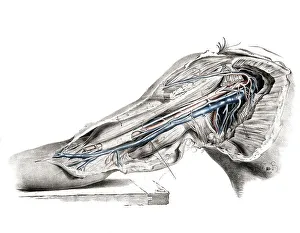 Medicine, human anatomy, the circulatory system