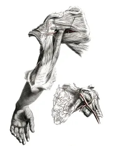 Medicine, human anatomy, the circulatory system