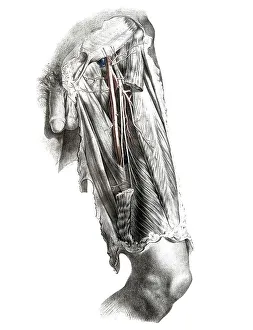 Medicine, human anatomy, the circulatory system