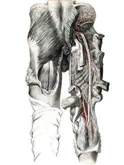 Medicine, human anatomy, the circulatory system