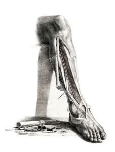 Medicine, human anatomy, the circulatory system