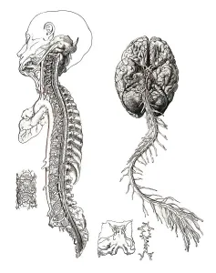 Medicine, human anatomy, the circulatory system