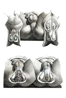 Medicine, human anatomy, dissection of anus