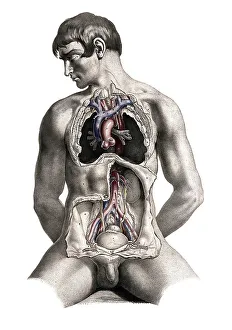 Medicine, human anatomy, dissection of the torso of a seated white man
