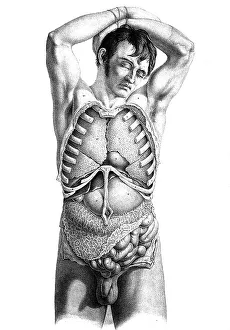Medicine, human anatomy, dissection of the torso of a standing man
