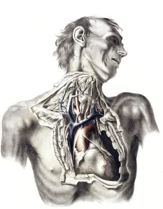 Medicine, human anatomy, The great arteries of the thorax and neck