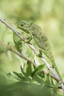 Mediterranean chameleon (Chamaeleo chamaeleon)