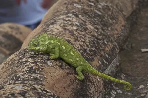 Mediterranean chameleon (Chamaeleonidae) on roof tile