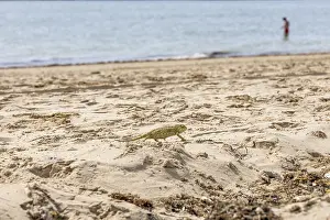The Mediterranean chameleon, chameleo chameleon