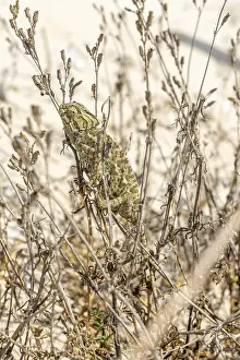 The Mediterranean chameleon, chameleo chameleon