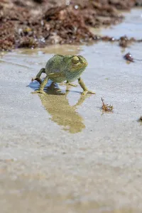 The Mediterranean chameleon, chameleo chameleon