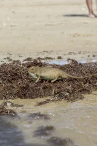 The Mediterranean chameleon, chameleo chameleon