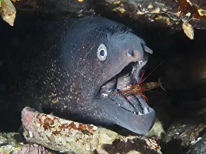 A Mediterranean cleaner shrimp (Lysmata seticaudata)