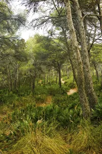 Mediterranean forest at Cala Agulla