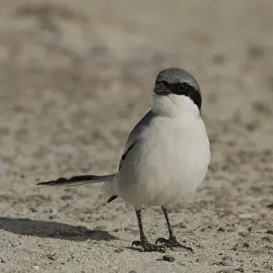 Mediterranean Great Grey Shrike (Lanius meridionalis algeriensis)