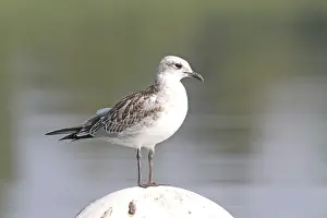 Mediterranean Gull (Ichthyaetus melanocephalus) juvenile