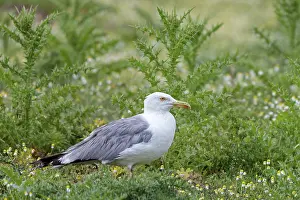 Mediterranean Gull, Larus cachinnans michahellis