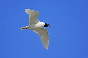 Mediterranean gull (Larus melanocephalus)