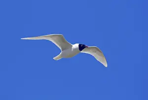 Mediterranean gull (Larus melanocephalus)