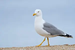 Mediterranean gull (Larus michahellis) on the beach