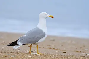 Mediterranean gull (Larus michahellis) on the beach