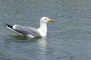 Mediterranean gull Larus michahellis'<br> Mediterranean gull Larus michahellis