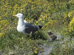 A Mediterranean gull (Larus michahellis) stands next to a chick in the green grass