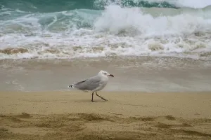 A Mediterranean gull walks along the beach while waves crash in the background