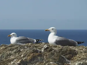 Two Mediterranean gulls (Larus michahellis) resting on rocks with the sea in the background