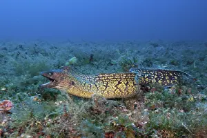 Mediterranean moray eel, Muraena helena