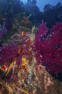 Mediterranean moray eel (Muraena helena)