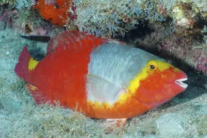 Mediterranean parrotfish (Sparisoma cretense)