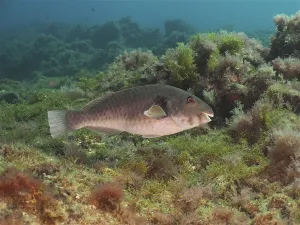 Mediterranean parrotfish (Sparisoma cretense)