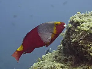 Mediterranean parrotfish (Sparisoma cretense)